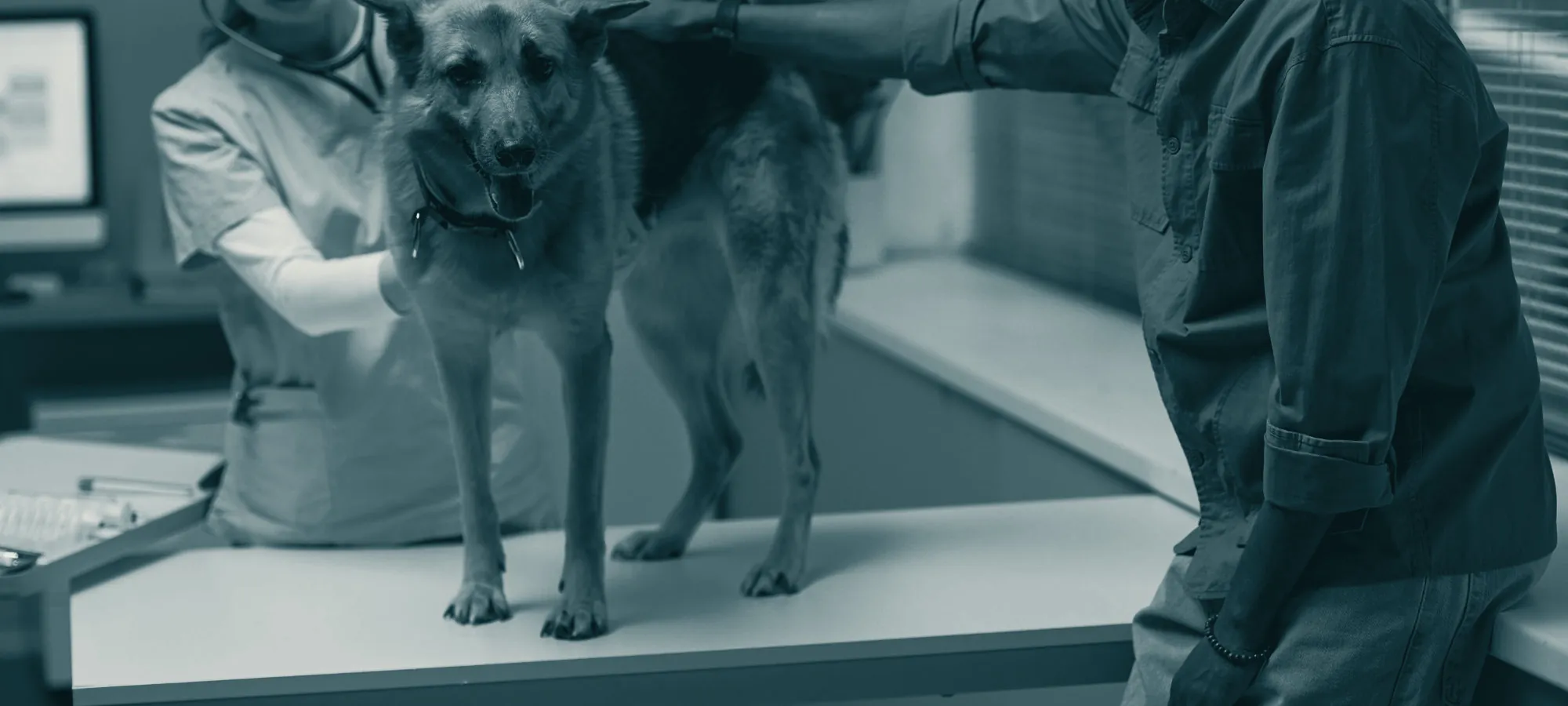Cão sobre a mesa de atendimento, com as mãos da veterinária e do tutor ao redor